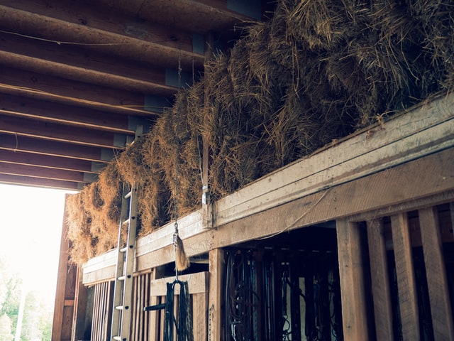 horse hay