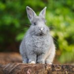 can rabbits eat nasturtiums