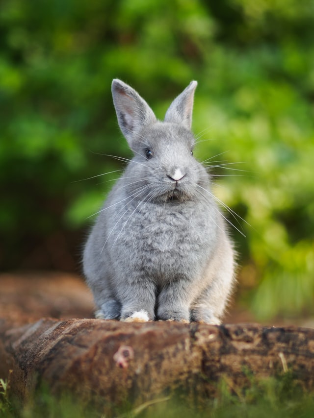 can rabbits eat nasturtiums
