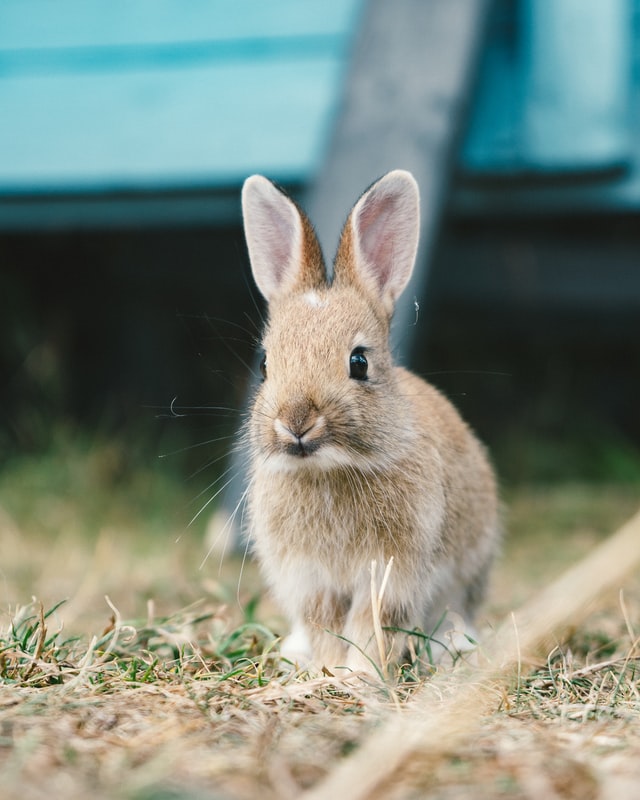 can rabbits eat timothy hay