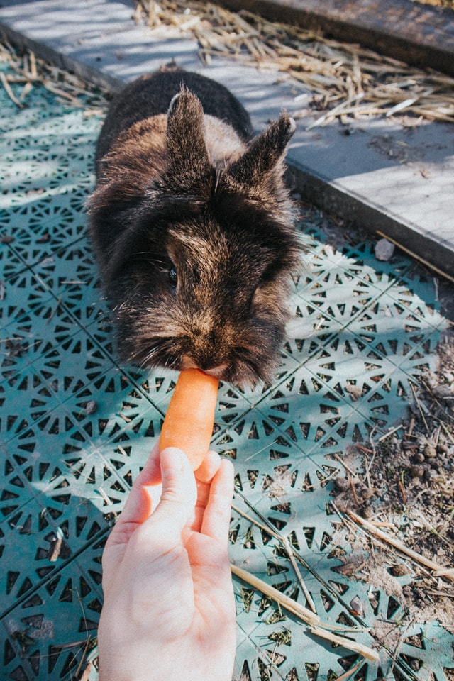 should rabbits eat carrots