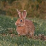 Can Rabbits Eat Dead Nettle