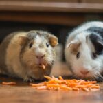 can guinea pigs eat chinchilla food