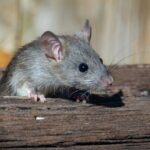 can rats eat squash